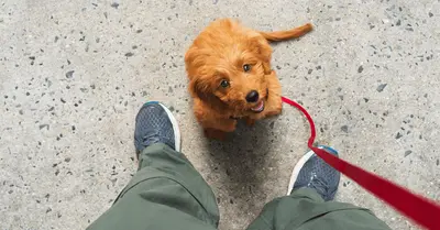 Wiggle Butt Academy image 1
